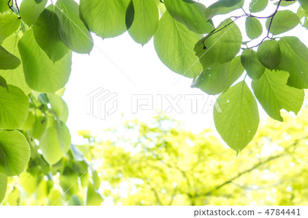 Fresh green of Hakuunboku 4784441