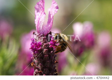 French lavender at Kobe Haibu Garden 4784442