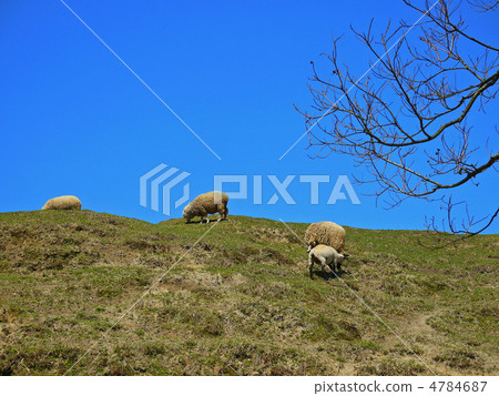 在山上的羊 4784687