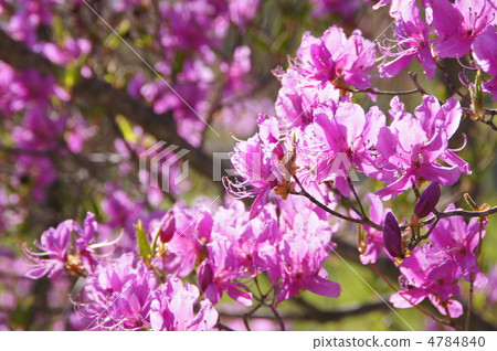 Goyo杜鵑花 Goyo杜鵑花 4784840