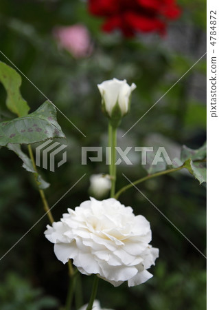 玫瑰〜珍珠貝殼〜 玫瑰〜珍珠貝殼〜 4784872