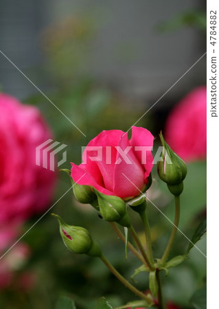 玫瑰 -  Urara~ 4784882