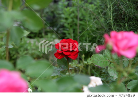 玫瑰〜紅皇后〜 4784889