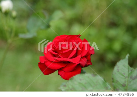 Roses ~ Red Queen ~ Roses ~ Red Queen ~ 4784896