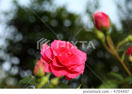 Roses - Urara ~ Roses - Urara ~ 4784897