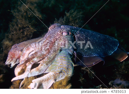 Gigantic squid 4785013
