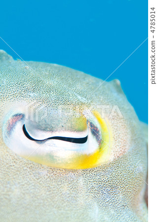 魷魚的眼睛 4785014