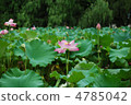 蓮花 4785042