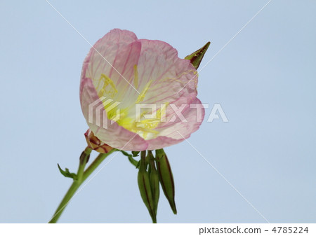 Day blooming peach color evening primrose Day blooming peach color evening primrose 4785224