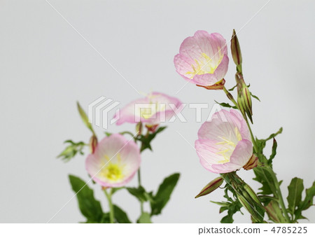 Day blooming peach color evening primrose Day blooming peach color evening primrose 4785225