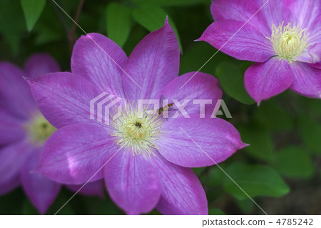 Absence into Clematis Absence into Clematis 4785242