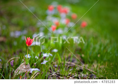 Spring open Spring open 4785283