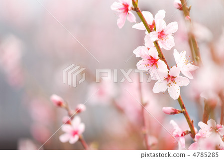 桃春 桃春 4785285