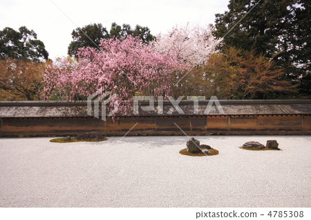 Spring Ryoanji Temple garden 4785308
