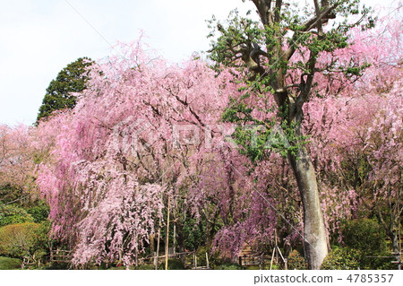 Ryoan Temple in full bloom in full bloom 4785357