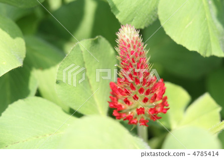 Strawberry torch 4785414