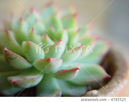 Cactus Cactus 4785525