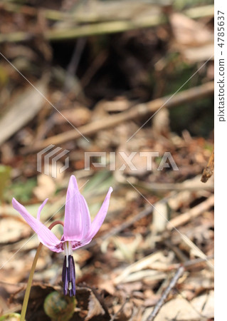 Katakuri花背景迷離 4785637