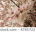Full bloom cherry tree 4785722