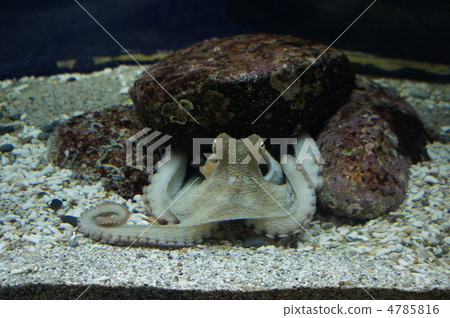 章魚 4785816