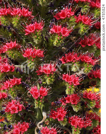 Ekium / Wildpretti 4785824