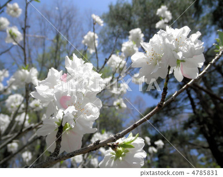 櫻花松樹（Chowitsu）花語：精神美 4785831