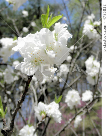 櫻花松樹（Chowitsu）花語：精神美 4785832