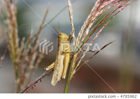 巴坦加粳稻 4785862