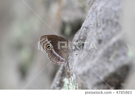 Kojanome Kojanome 4785863