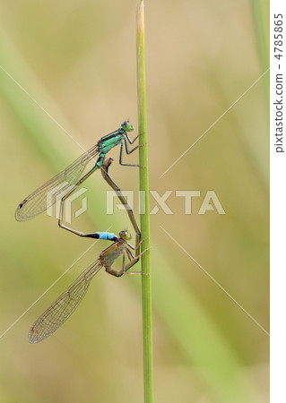 Ao montitonbo Ao montitonbo 4785865