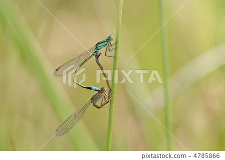 Ao montitonbo Ao montitonbo 4785866