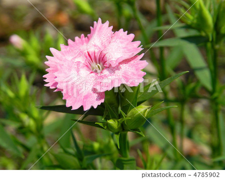 Dianeus (Nadesico) Dianeus (Nadesico) 4785902