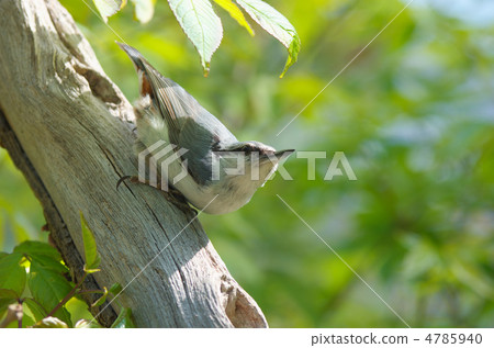 White-rooked goose-cut 4785940