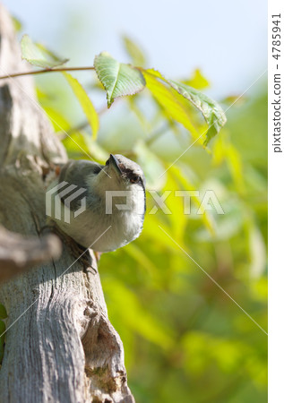 White-rooked goose-cut 4785941