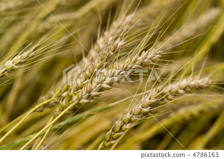 小麥 4786163