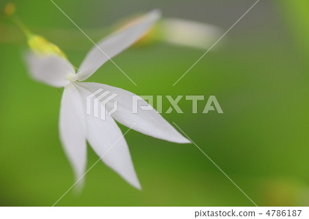 Mitsuba Simo Tsuke Mitsuba Simo Tsuke 4786187