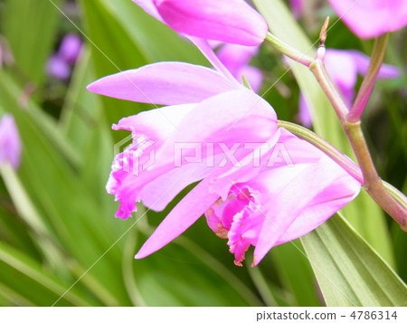 容易上色。 。 。矽烷花 4786314