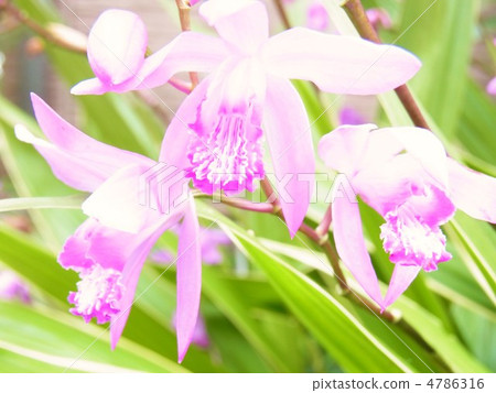 容易上色。 。 。矽烷花 容易上色。 。 。矽烷花 4786316