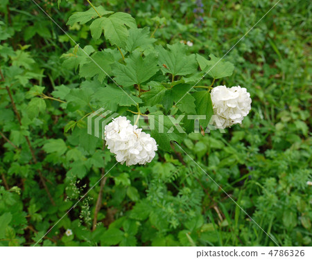 Kashiwaba hydrangea 4786326