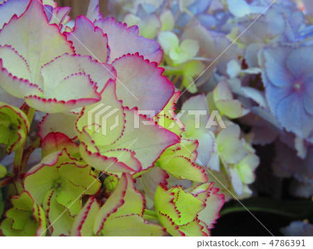 Pastel color forehead hydrangea 4786391