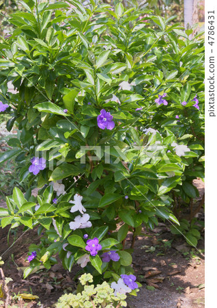 Odori Banmatsuri 4786431