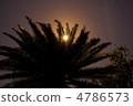 Palm tree obstructing the sun 4786573