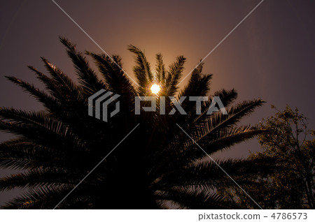 Palm tree obstructing the sun 4786573