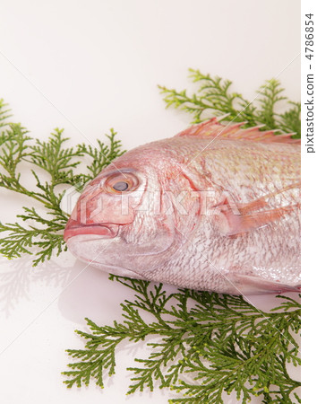 紅鯛魚 4786854