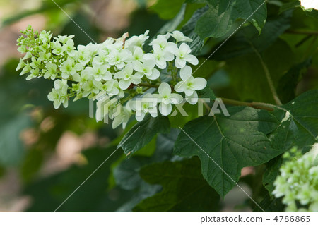 Kashiwaba Hydrangea 4786865