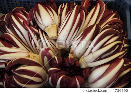 西餐蔬菜 4786890