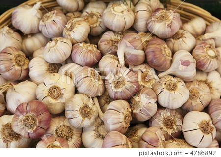 大蒜 4786892