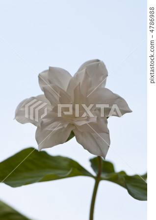 Double-bloom Enrace Sow 4786988