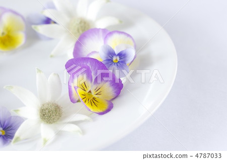 春天的花朵 4787033