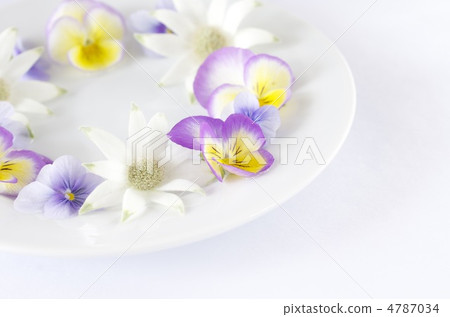 春天的花朵 4787034
